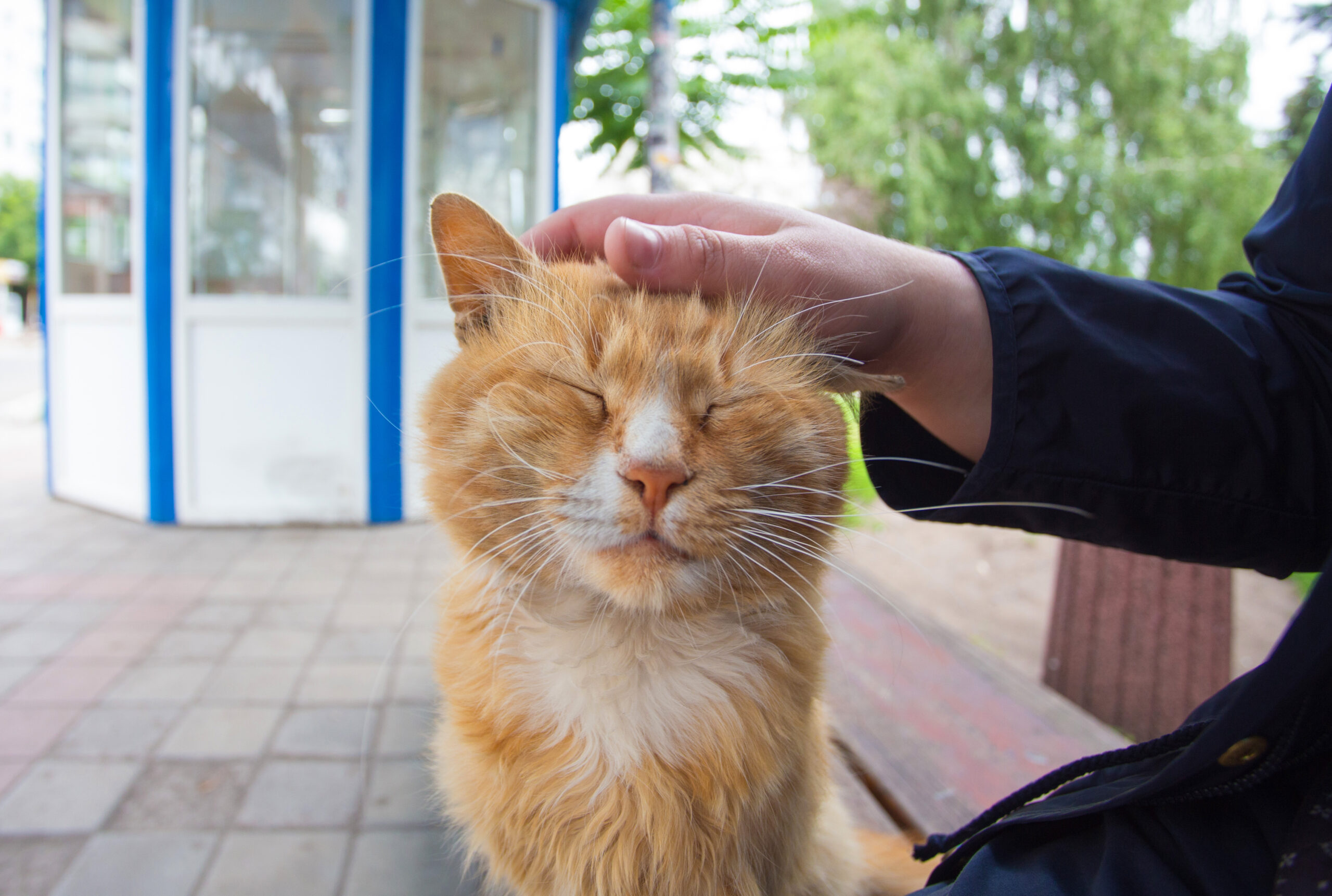 Human hand stroking the red headed cat