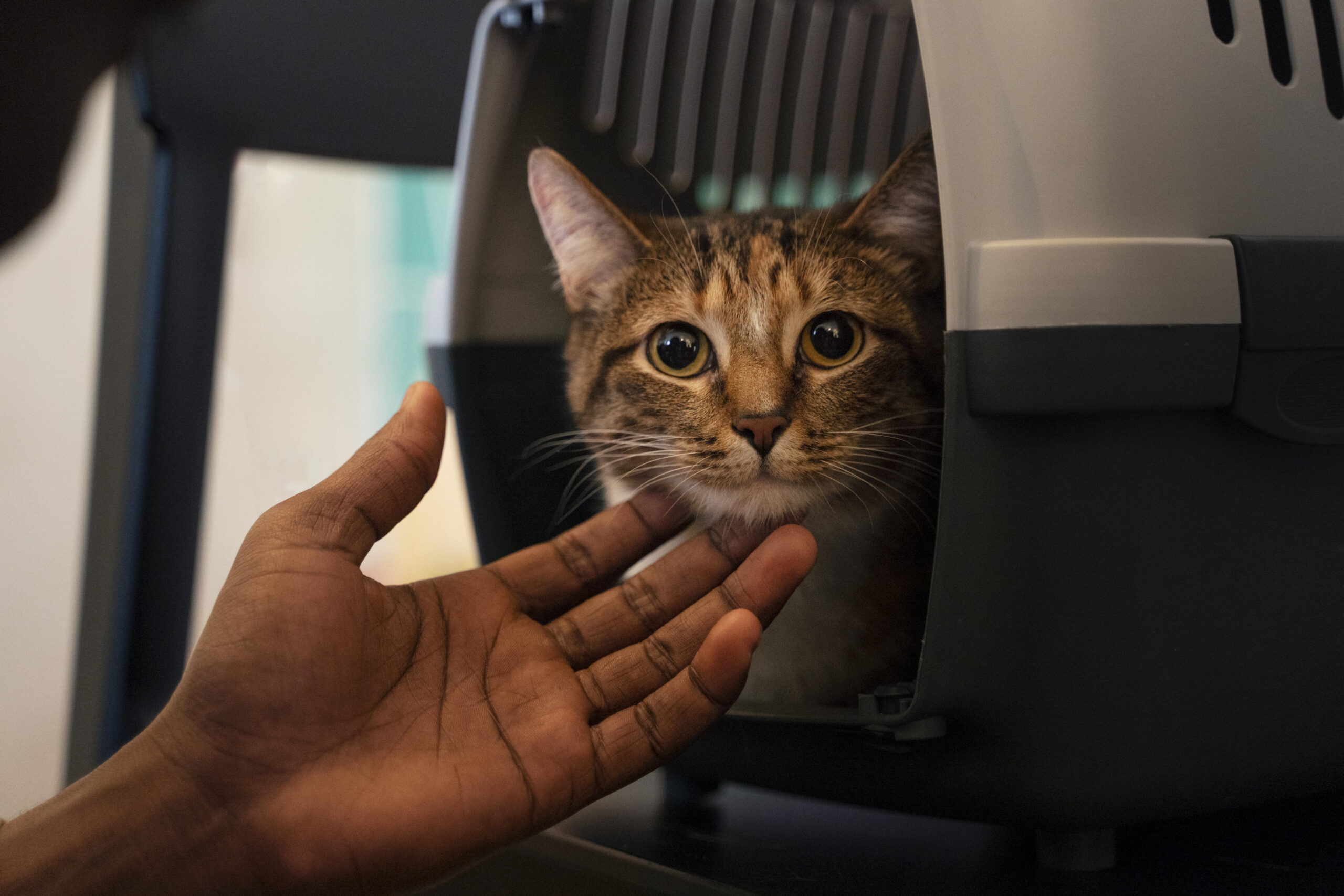 man-with-his-adorable-pet-cat